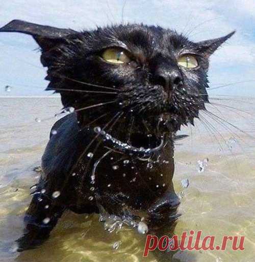 Пантеры ─ это просто огромные чёрные кошки