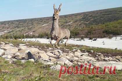 В кадр фотоловушки на Кузбассе попала «парящая» косуля. Редкое явление попало в кадр фотоловушки на Кузбассе — «парящая» по воздуху косуля. Уточняется, что животное было сфотографировано в государственном природном заповеднике «Кузнецкий Алатау». Отмечается, что в моменты опасности животное способно прыгать на расстояние 10-15 метров в длину.