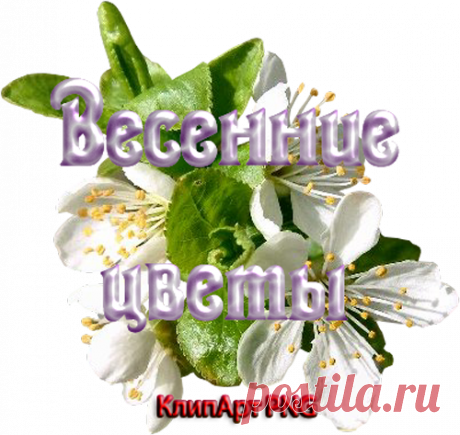 Весенние цветы - Клипарт PNG