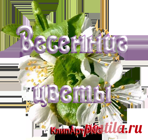 Весенние цветы - Клипарт PNG