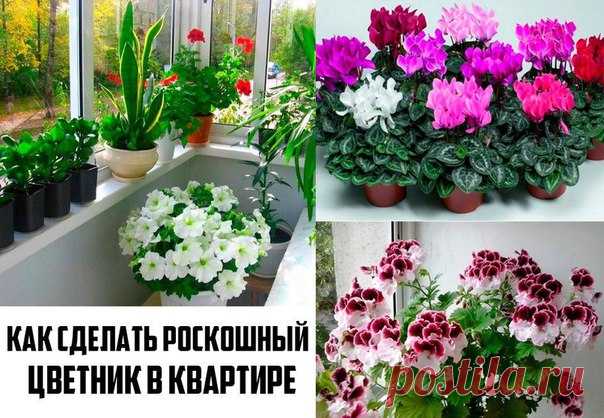 Хотите роскошный цветник в квартире? Тогда запоминайте секретики! 
Секрет роскошного комнатного цветника прост: растения нужно хорошо подкармливать, иначе не дождаться ни пышной листвы, ни хорошего цветения.Жесткая «диета», когда растение длительное время испытывает нехватку питательных веществ, обычно приводит к заболеванию – ведь сил для сопротивления у растения нет.
Показать полностью…