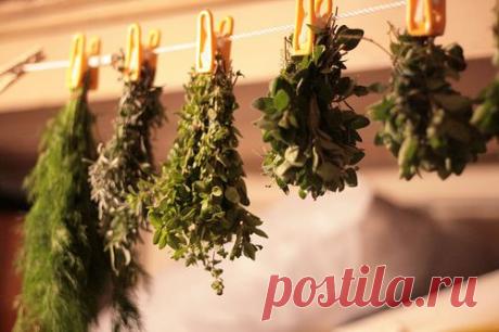 Как заготавливать свежую зелень на зиму | Я ЗДОРОВ!