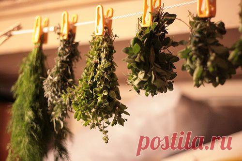 Как заготавливать свежую зелень на зиму | Я ЗДОРОВ!