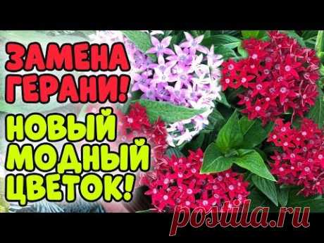 НОВЫЙ МОДНЫЙ ЦВЕТОК - ПЕНТАС!