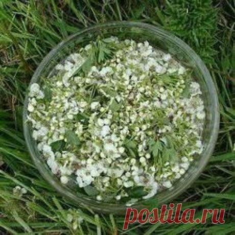 Акация белая