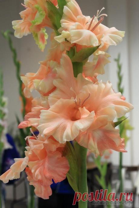 Выставка гладиолусов