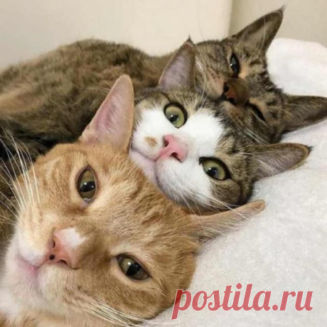 У нас режим: поели и лежим