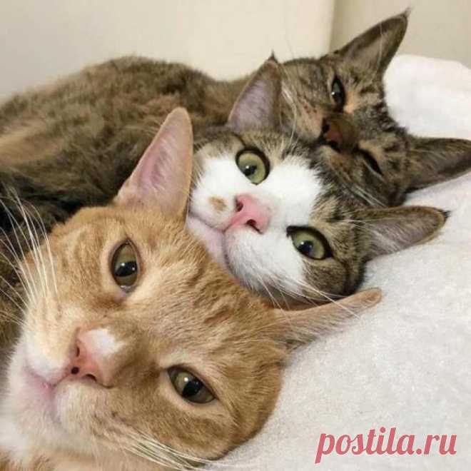 У нас режим: поели и лежим
