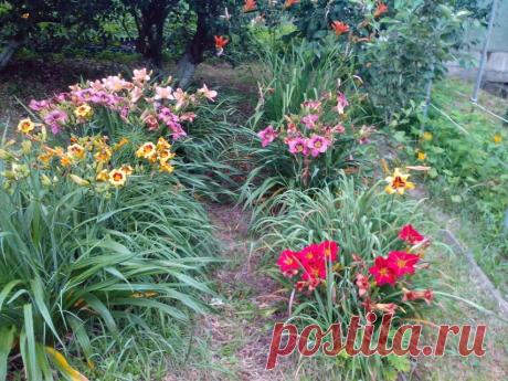 Главные подкормки – не пропустите!