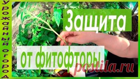 СУПЕР ЗАЩИТА ОТ ФИТОФТОРЫ!!!