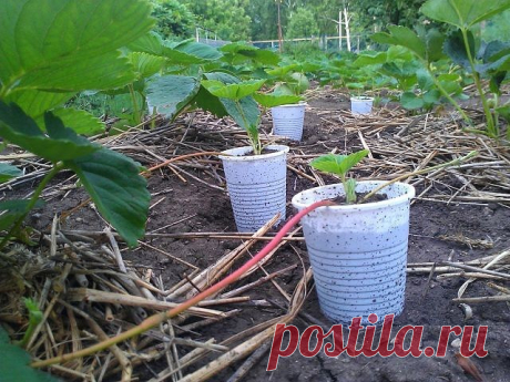 Как правильно размножать клубнику усами Самый простой способ быстро размножить клубнику на своем участке – из усов. Отнимает этот метод мало времени и сил, и позволяет за короткое время получить много молодых розеток. Выбор маточного растен