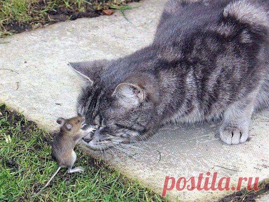 Мастер гипноза