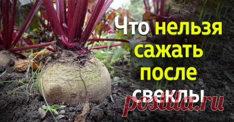 Что нельзя сажать после свеклы | Полезные советы на все случаи жизни
