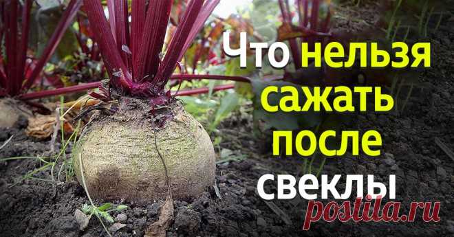Что нельзя сажать после свеклы | Полезные советы на все случаи жизни