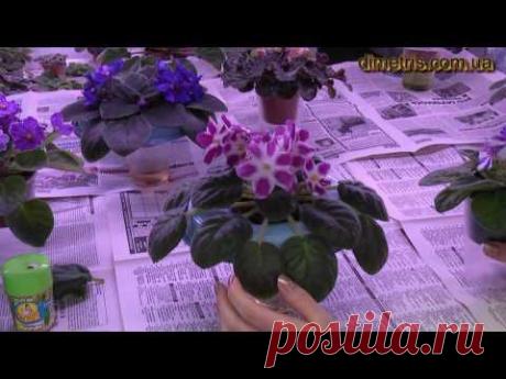 Изменчивость фиалок