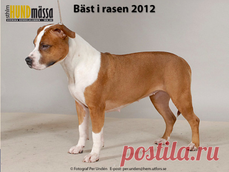 AMERICAN STAFFORDSHIRE TERRIER Domare: MATAKOVIC BOJAN, KROATIEN  C.I.B EE CH EUW-11 LPI RLD N&F&A&M SE&FI UCH CAPA TOSTA LUPETTA Ägare: LINDH CAROLA, RÖNNINGE Uppfödare: OLIVEMARK MARIA, FERRARA LUIGI, UPPLANDS VÄSBY