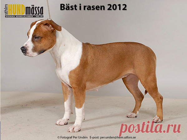 AMERICAN STAFFORDSHIRE TERRIER Domare: MATAKOVIC BOJAN, KROATIEN  C.I.B EE CH EUW-11 LPI RLD N&F&A&M SE&FI UCH CAPA TOSTA LUPETTA Ägare: LINDH CAROLA, RÖNNINGE Uppfödare: OLIVEMARK MARIA, FERRARA LUIGI, UPPLANDS VÄSBY