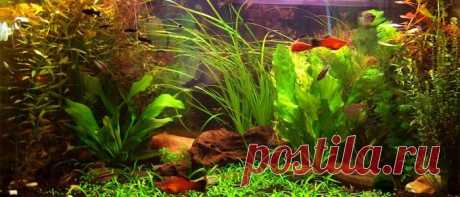 Домашний аквариум | На сайте опубликованы полезные материалы по содержанию домашнего аквариума