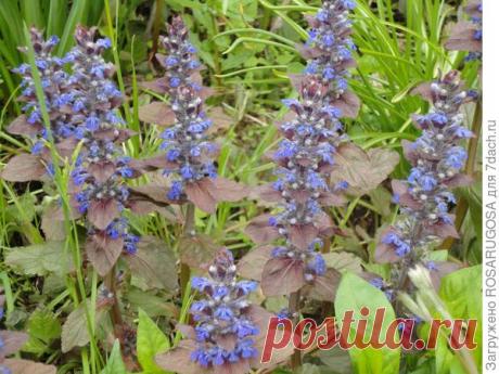 Растения-агрессоры в саду: поименный список и способы ограничения захватчиков