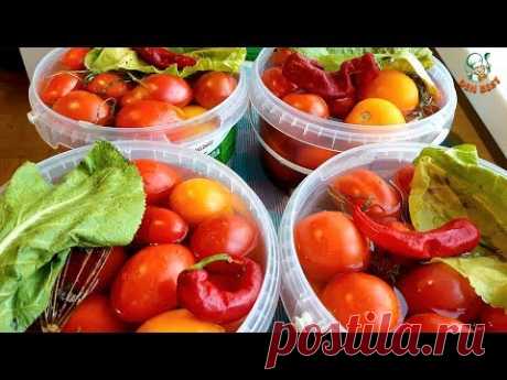 ТЕПЕРЬ ЭТИ КВАШЕНЫЕ ПОМИДОРЫ С САХАРОМ БУДЕТЕ ДЕЛАТЬ ПОСТОЯННО.🍅