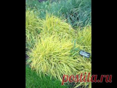 ЛИСОХВОСТ  (ALOPECURUS)  сем. Злаки