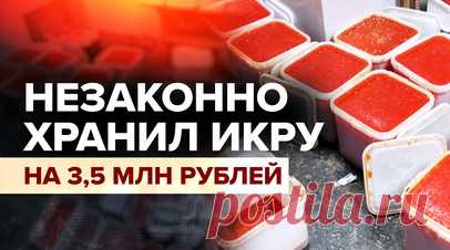 Пограничники на Камчатке изъяли у браконьера красную икру на 3,5 млн рублей. Сотрудники пограничного управления ФСБ нашли у жителя Камчатского края 570 кг браконьерской красной икры на сумму 3,5 млн рублей. Мужчина прятал товар у себя дома в 184 пластиковых контейнерах. Сотрудники ведомства изъяли икру и начали проверку случившегося. Читать далее