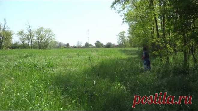 Лечебные травы - тысячелистник и полынь горькая