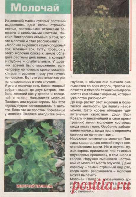 Молочай Палласа