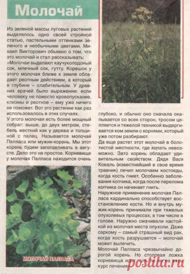 Молочай Палласа