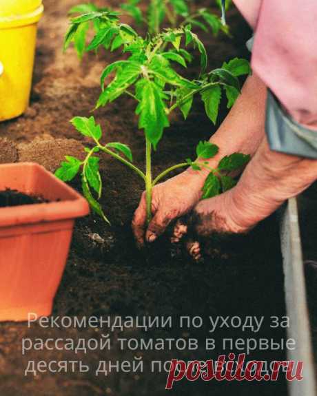 Рекомендации по уходу за рассадой томатов в первые десять дней после всходов — Домашние заботы