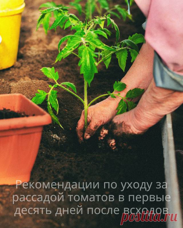 Рекомендации по уходу за рассадой томатов в первые десять дней после всходов — Домашние заботы