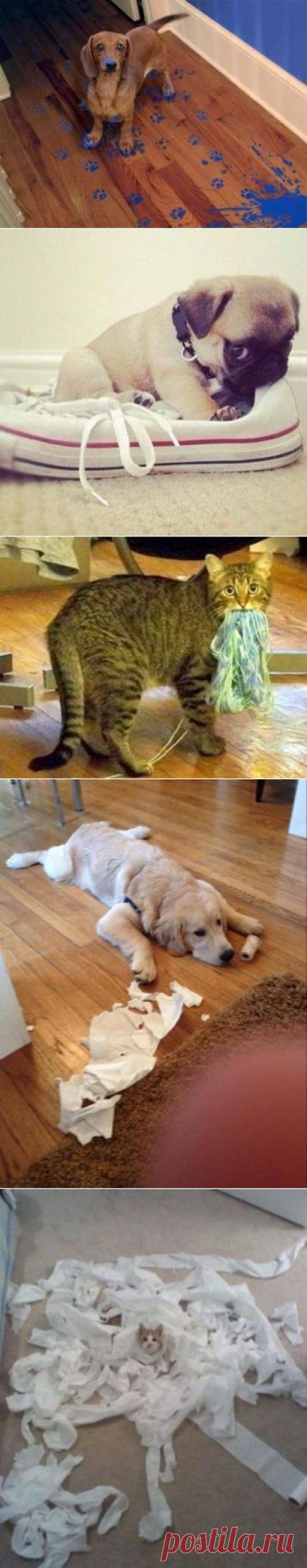 Котоматрица и не только... / Болталка / Юмор