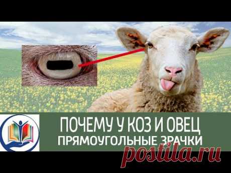Почему у коз и овец прямоугольные зрачки