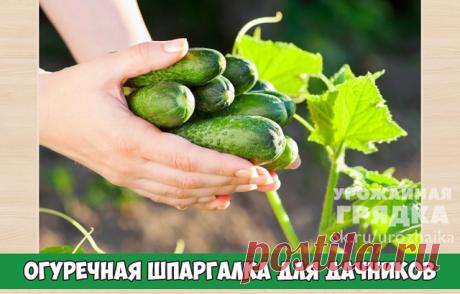 Шпаргалка по огурцам