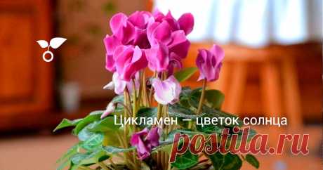 Цикламен растет 10-15 лет и ежегодно может давать до 70 цветков. Отцветшие и увядшие цветки удаляют вместе с цветоножкой. По мере увядания цветков и пожелтения листьев их отщипывают у самого клубня. Какие еще нюансы учесть при выращивании цикламена в домашних условиях, читайте в нашей статье.