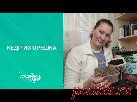 Как посадить на даче сибирский кедр. Выращивание кедра  из шишки и орешка  в домашних условиях.