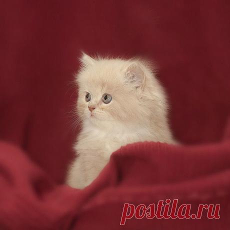 Без названия. Альбом домашние любимцы - 50 фото. Фотографии LIVE ART.