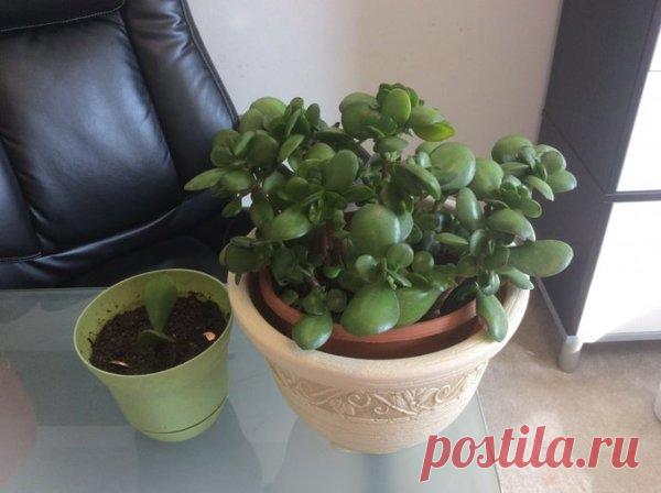 Лучшая подкормка для денежного дерева для быстрого и здорового роста | Все о цветоводстве | Яндекс Дзен