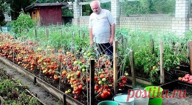 ДЕДОВСКИЙ РЕЦЕПТ ДЛЯ ТОМАТОВ

Этот полузабытый дедовский рецепт я выписала из старой газетной подшивки, но опробовать все не было времени. Решилась наконец в прошлом году.

Рецепт очень прост.
В трехлитровую банку заливаю 2,6-2,7 л воды без хлора (отстоянной), добавляю 100 г разведенных теплой водой дрожжей и 0,5 ст. сахара. 
Накрыв марлей, держу банку в тепле, время от времени взбалтывая содержимое. 
Раствор готов, когда закончится брожение. 

Один стакан развожу в 10 л в...
