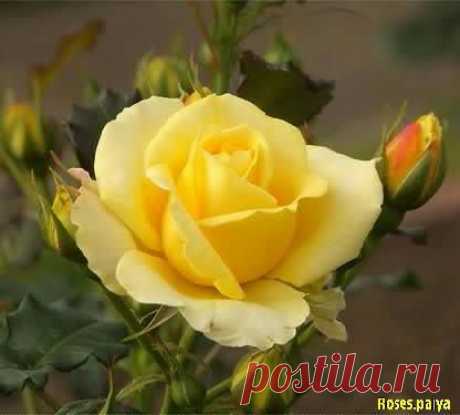Желтая роза.