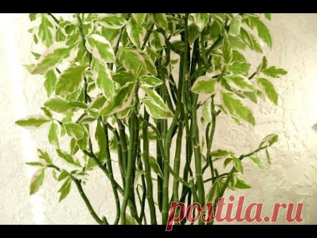 Что делать, чтобы не оголялось основание у комнатных растений?