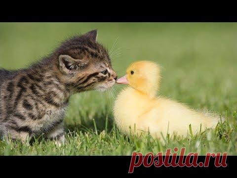 Утята плавают