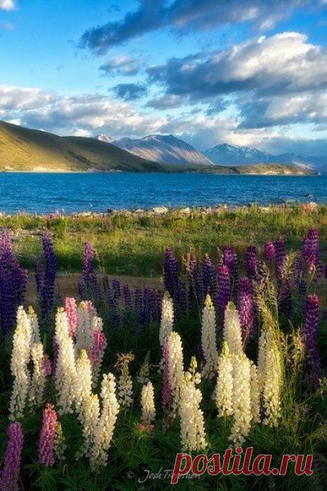 New Zealand,  flickr от JoshTrefethen.com |  Pinterest: инструмент для поиска и хранения интересных идей