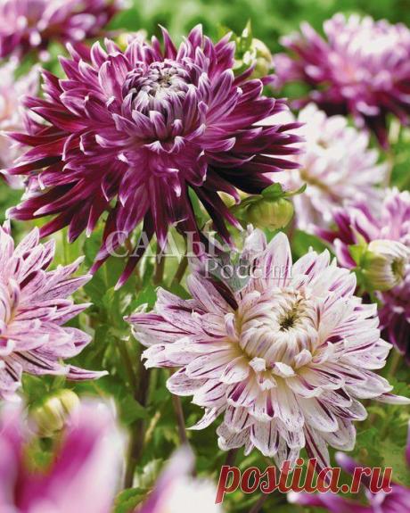 Луковичные, корневища - Набор георгинов - Саженцы почтой, семена почтой от НПО Сады России (Сад и огород). Продажа плодовых саженцев. Интернет-магазин саженцев. - Научно-производственное объединение «Сады России»