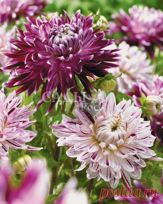 Луковичные, корневища - Набор георгинов - Саженцы почтой, семена почтой от НПО Сады России (Сад и огород). Продажа плодовых саженцев. Интернет-магазин саженцев. - Научно-производственное объединение «Сады России»