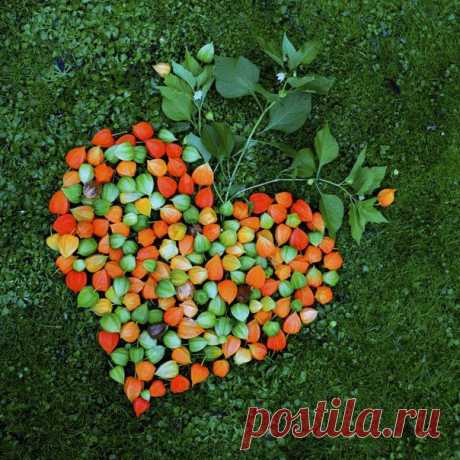 Сердечко из разноцветного физалиса!