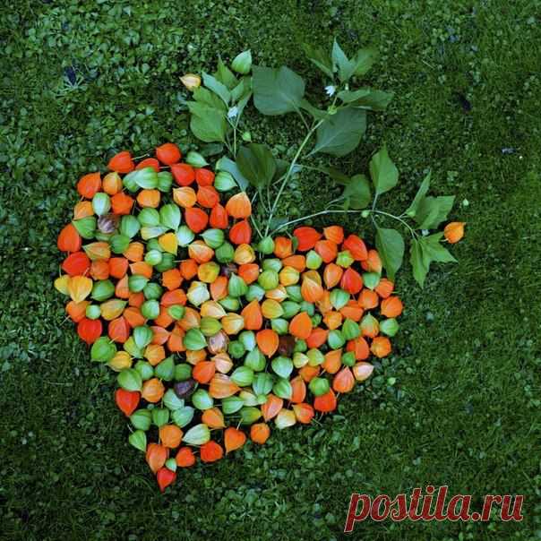 Сердечко из разноцветного физалиса!