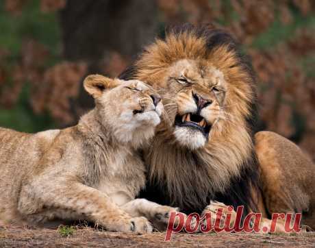 Lion Love Explore Barbara Statas (Ripp)'s photos on Flickr. Barbara Statas (Ripp) has uploaded 86 photos to Flickr.