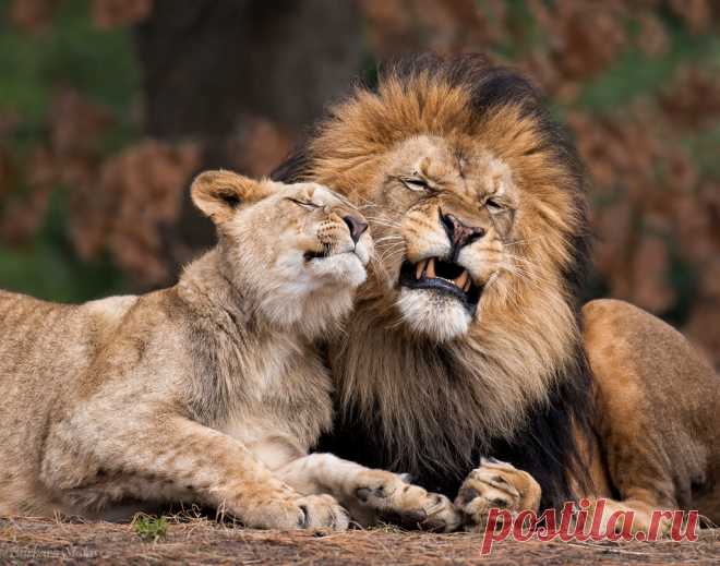 Lion Love Explore Barbara Statas (Ripp)'s photos on Flickr. Barbara Statas (Ripp) has uploaded 86 photos to Flickr.