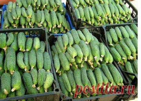 20 секретов как поднять урожайность огурцов.